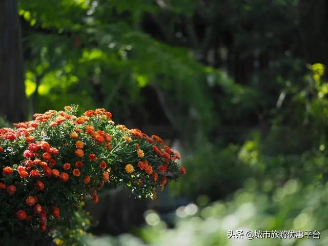 秋风送爽，蟹肥菊黄，赏花品味正当时。八款自助餐带你畅快吃蟹