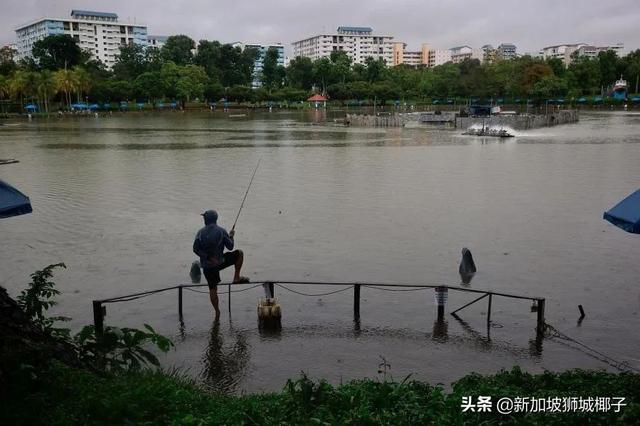 新加坡富豪区这条河变成粉色，惊现大批死鱼！39年罕见暴雨太作