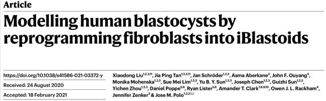 构建首个体外人囊胚模型！人类胚胎早期发育“黑盒”打开了？