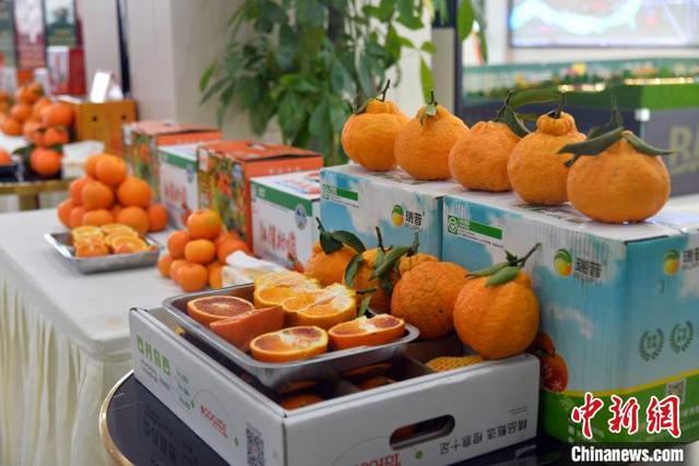 2021三峡柑橘国际交易会开幕：小柑橘唱大戏 果味香飘世界