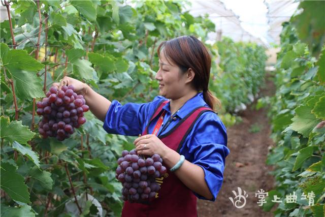 沿江葡萄远销新加坡马来西亚