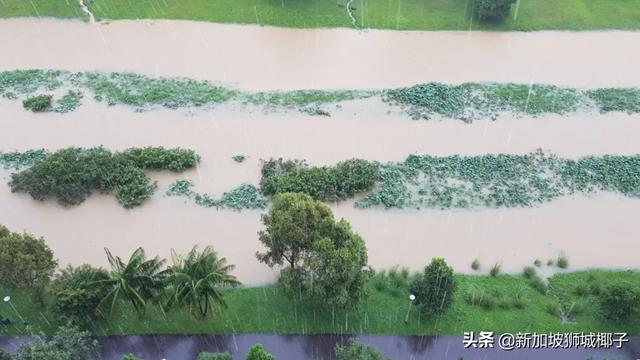 新加坡富豪区这条河变成粉色，惊现大批死鱼！39年罕见暴雨太作