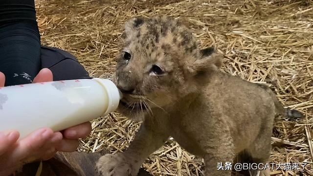 新加坡首只通过人工授精降生的狮子幼崽，再也没有机会见到父亲