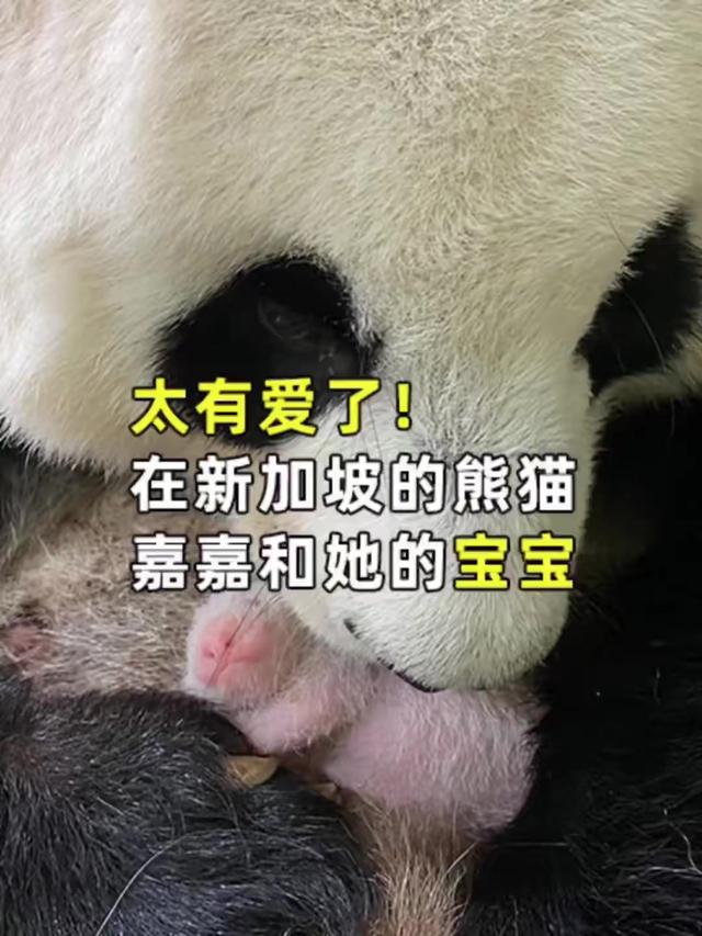 新加坡大熊猫宝宝首次公开亮相，画风可爱到爆