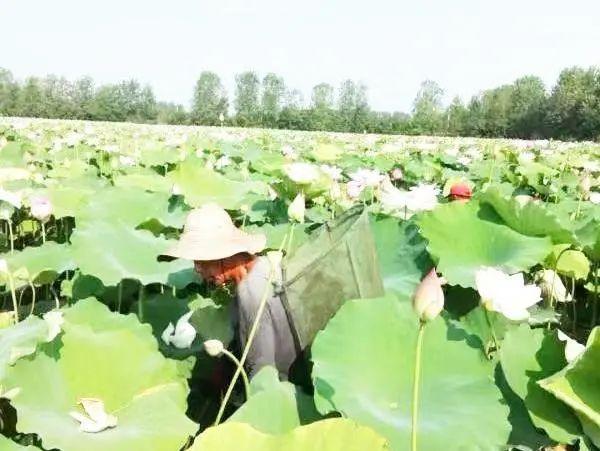 洪湖莲藕，逐梦百亿