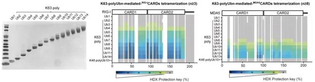 Immunity | 上海药物所郑杰团队揭示K63-polyUb介导的MDA5-MAVS抗病毒信号通路组装程序与激活机制