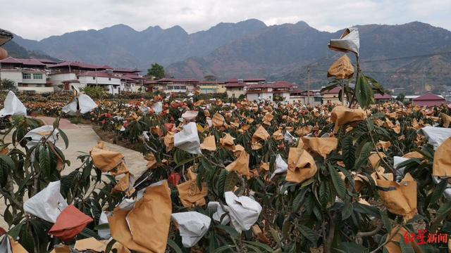 一个全国“亿元村”炼成记：水果造富神话背后，藏着什么秘密？