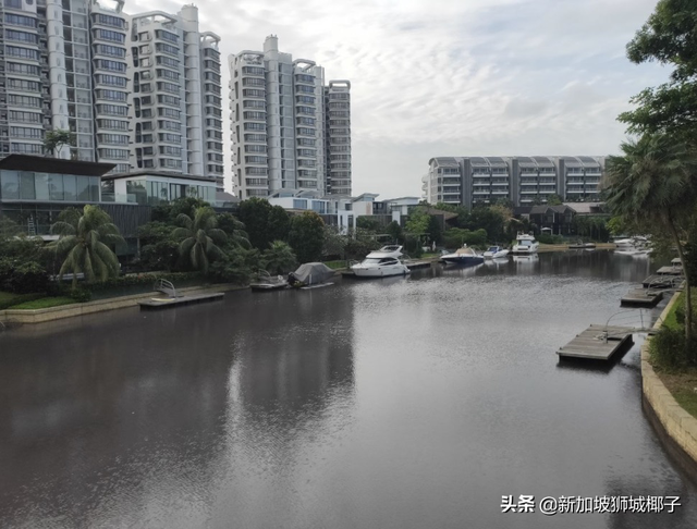 新加坡富豪区这条河变成粉色，惊现大批死鱼！39年罕见暴雨太作