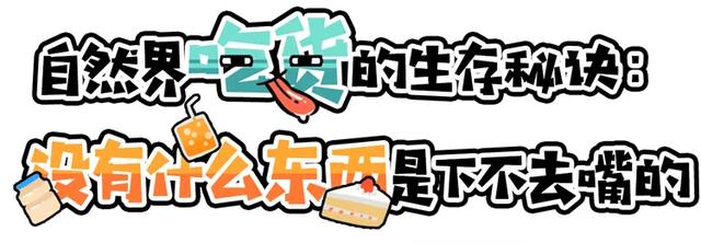 雌雄同体、满身脏物，这种外来生物一度让中国吃货们害怕