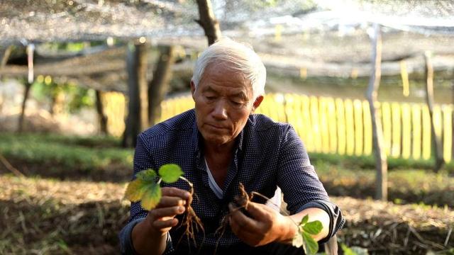 走进宝藏村镇｜文登西洋参：八粒小参种长成百亿大品牌