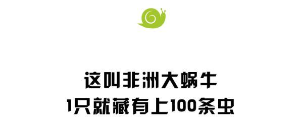 大雨后出现了拳头大的蜗牛？千万别摸！有人碰到后烧到40℃，严重可致死……