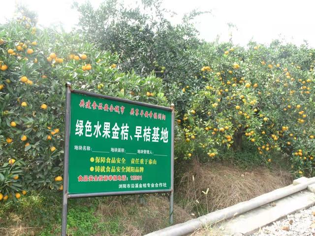 红了金桔，富了乡村