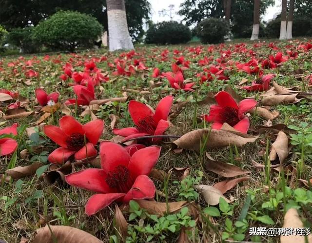 南方花开（旅行游记）