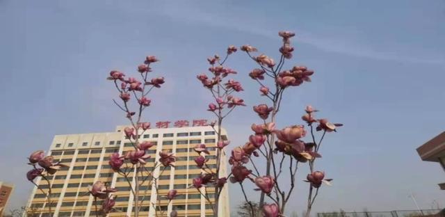 美丽的大学让美丽的你变得更美丽