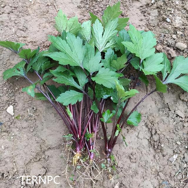 珍贵的维生野菜-植物非试管高效快繁珍珠菜