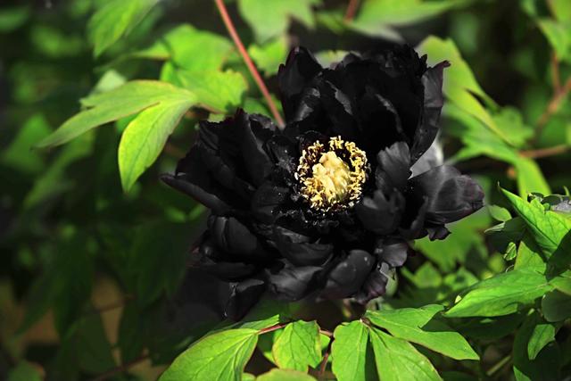 五种黑色的花，你可能见过，但神秘花语你肯定不知道