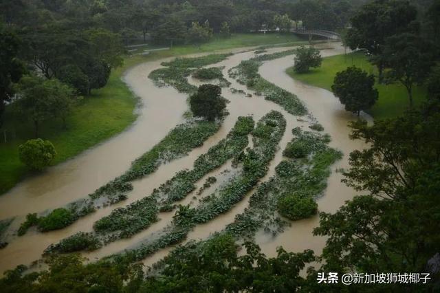 新加坡富豪区这条河变成粉色，惊现大批死鱼！39年罕见暴雨太作