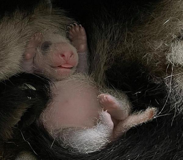 性别揭晓！旅居新加坡大熊猫“嘉嘉”上月诞下宝宝为雄性