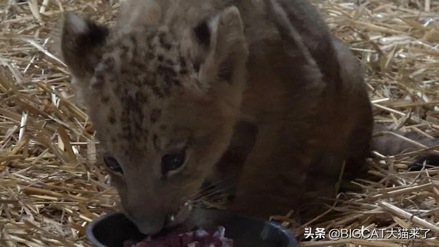 新加坡首只通过人工授精降生的狮子幼崽，再也没有机会见到父亲