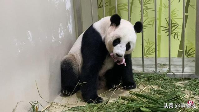 之前保密十足！来新加坡多年的大熊猫 今天生下了幼崽