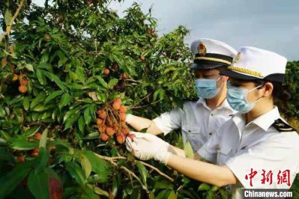 海关助广西灵山荔枝抢“鲜”出口实现零突破