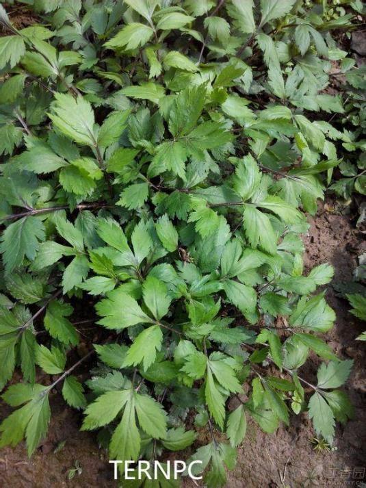 珍贵的维生野菜-植物非试管高效快繁珍珠菜