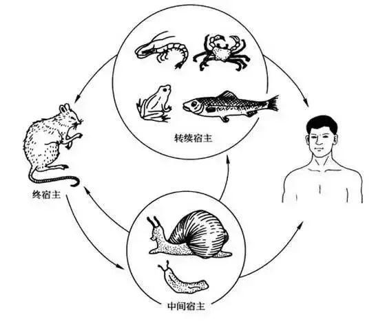 大雨后出现了拳头大的蜗牛？千万别摸！有人碰到后烧到40℃，严重可致死……