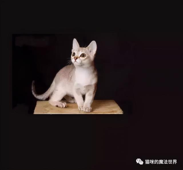 猫咪品种大盘点14：新加坡猫