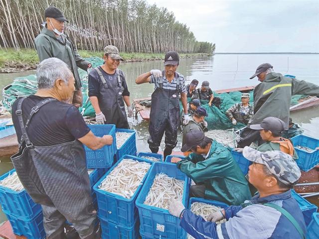 “南鱼北游”湖水生金 大庆市杜尔伯特蒙古族自治县大银鱼丰收了