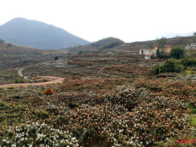 一个全国“亿元村”炼成记：水果造富神话背后，藏着什么秘密？