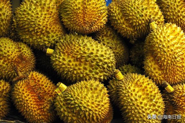 外媒：榴莲壳“变身”抗菌绷带，有助加速伤口愈合