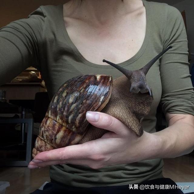 巨型非洲蜗牛破坏力巨大，还喜欢补钙？