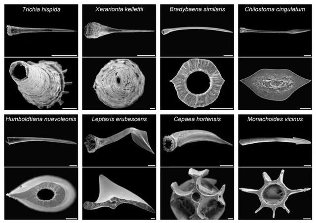 雌雄同体、满身脏物，这种外来生物一度让中国吃货们害怕