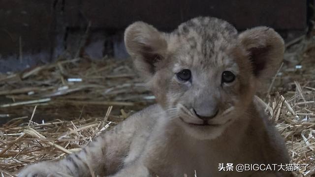 新加坡首只通过人工授精降生的狮子幼崽，再也没有机会见到父亲