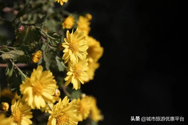 秋风送爽，蟹肥菊黄，赏花品味正当时。八款自助餐带你畅快吃蟹