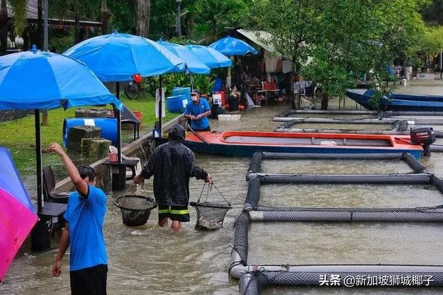 新加坡富豪区这条河变成粉色，惊现大批死鱼！39年罕见暴雨太作