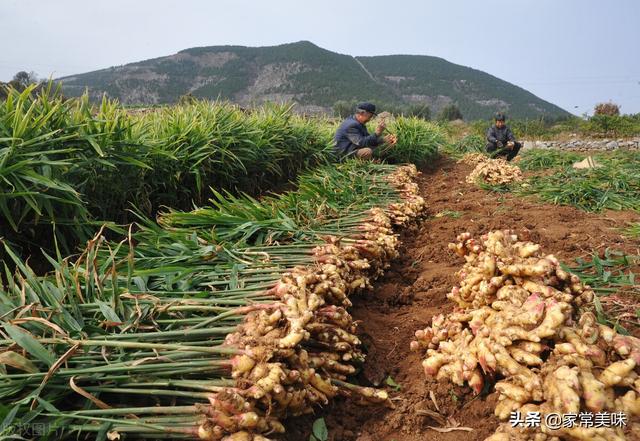 全国哪里的生姜最好吃？经过评比，这6个地方最出名，有你家乡吗