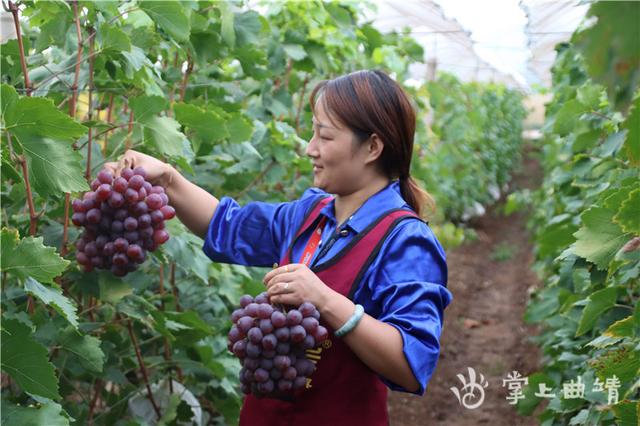 麒麟区沿江街道种植的葡萄远销新加坡、马来西亚等地