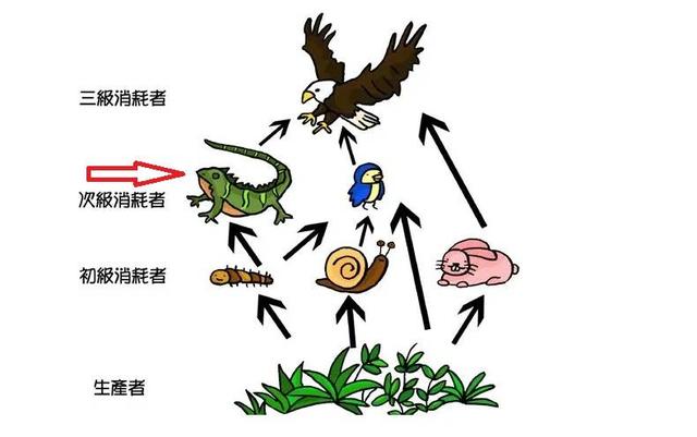 大蜥蜴！“五爪金龙”时隔十多年重现云南，为何国外却泛滥成灾？