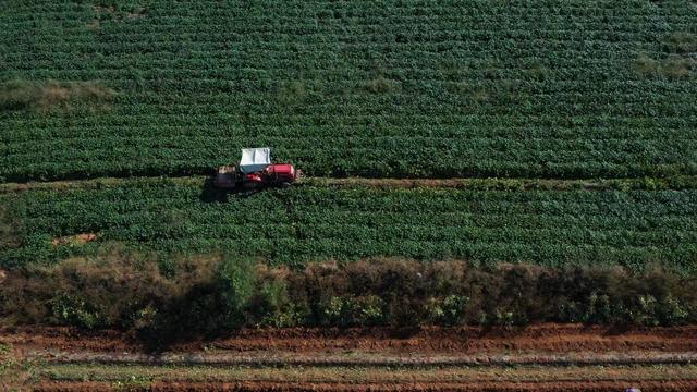 烟台蜜薯成长为“甜蜜”产业！全国种植面积突破400万亩