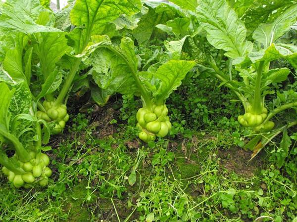 重庆涪陵：小小青菜头“榨”出大价值