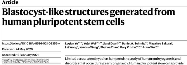 构建首个体外人囊胚模型！人类胚胎早期发育“黑盒”打开了？