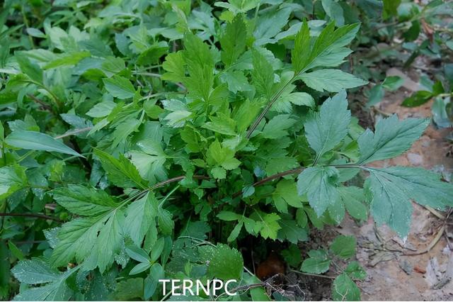 珍贵的维生野菜-植物非试管高效快繁珍珠菜