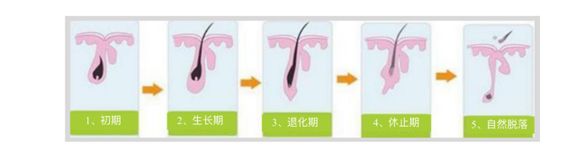 澳保加—毛囊黑科技技术颠覆而来