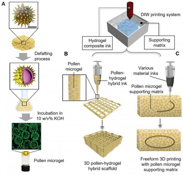 科学家将向日葵花粉用于更好、更强的3D生物打印墨水中