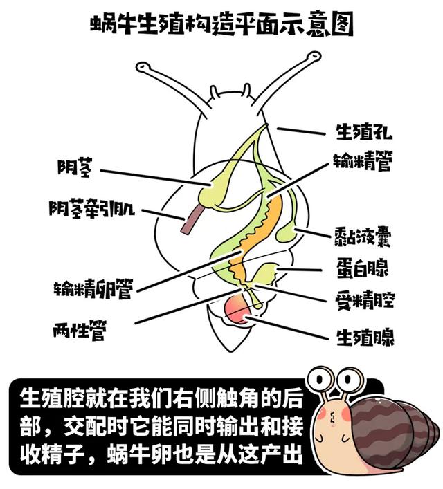 雌雄同体、满身脏物，这种外来生物一度让中国吃货们害怕