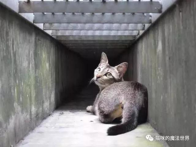 猫咪品种大盘点14：新加坡猫