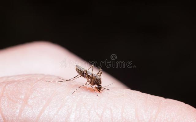 蚊子危害那么多，为什么不能全部消灭？听说实验已经开始做了…