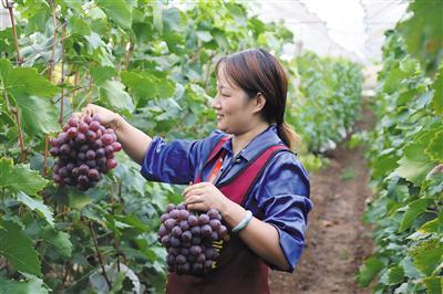 沿江街道“葡萄村”采摘忙