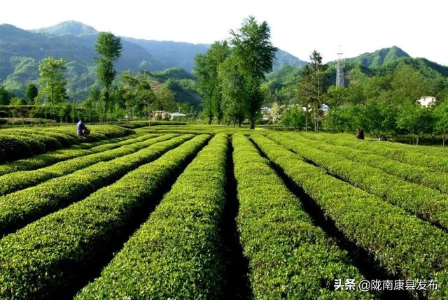 归期在即，这些“康县味”的特产不可错过～